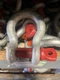 CROSBY 1017582 Shackle,1 in.,25,000 lb.,Screw Pin