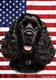 Cocker Spaniel Black All-American III Flag